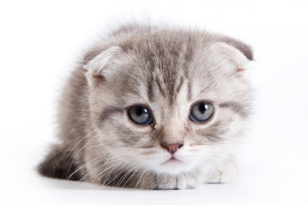 상대경로_고양이_이미지